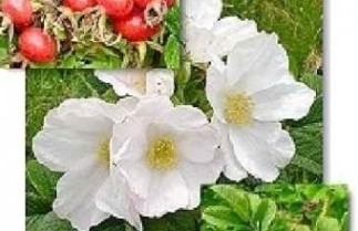 Afbeelding Bottelroos - Rosa rugosa 'Alba'