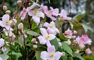 Afbeelding Bosrank 'Rubens' - Clematis montana 'Rubens'