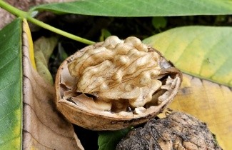 Afbeelding Walnoot 'Bella Maria' - Juglans regia 'Bella Maria'