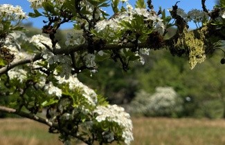 Afbeelding Eenstijlige meidoorn - Crataegus monogyna