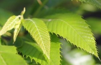 Afbeelding Tamme Kastanje, cultivar - Castanea sativa 'Précoce de Migou'