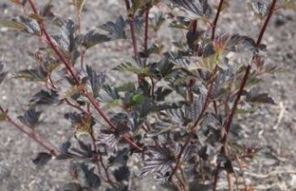 Afbeelding Blaasspirae 'Red Baron' - vakbeplanting  - Physocarpus opulifolius 'Red Baron'