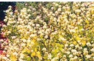 Afbeelding Blaasspiraea 'Dart's Gold' - vakbeplanting - Physocarpus opulifolius 'Dart's Gold'