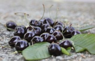 Afbeelding Kers "Kordia"  - Prunus Avium 'Kordia'