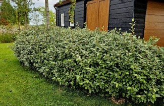 Afbeelding Olijfwilg haagvorm - Elaeagnus ebbingei