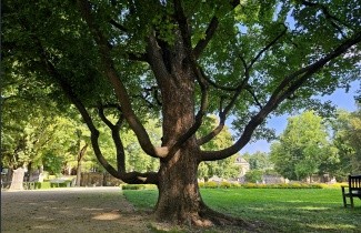 Afbeelding Veldesdoorn als klimboom - Acer campestre