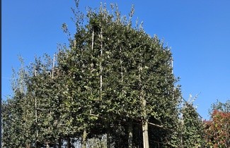 Afbeelding Steeneik - Quercus Ilex