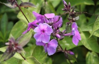 Afbeelding Vlambloem 'Blue Paradise' - Phlox paniculata 'Blue Paradise'