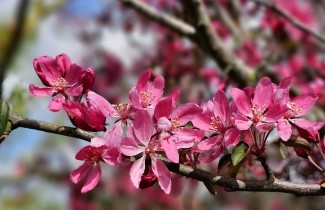 Afbeelding Sierappel 'Mokum' - Malus 'Mokum'