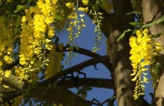 Afbeelding Goudenregen - Laburnum wateri 'Vossii'