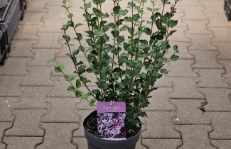 Afbeelding Sering 'Palibin' - Syringa meyeri 'Palibin'