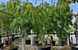 Afbeelding Perzische Slaapboom - Albizia julibrissin 'Ombrella'