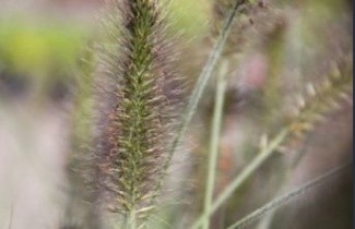 Afbeelding Lampenpoetsersgras 'Black Beauty' - Pennisetum alopecuroides 'Black Beauty'