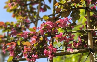 Afbeelding Roodbladige sierappel 'Scarlett' - Malus toringo 'Scarlett'