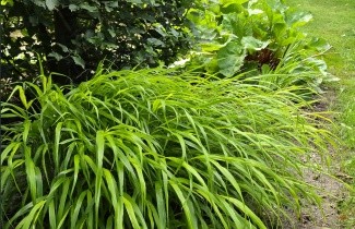 Afbeelding Japans siergras 'Aureola' - Hakonechloa macra 'Aureola'