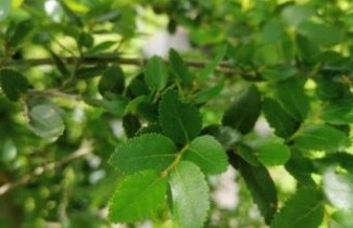Afbeelding Wintergroene schijnbeuk - Nothofagus betuloides