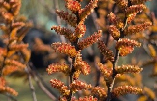 Afbeelding Wilde Gagel - Myrica gale