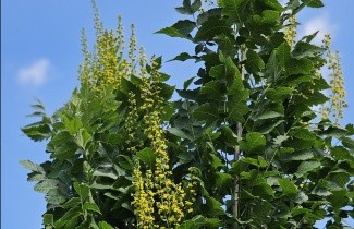 Afbeelding Chinese Vernisboom - Koelreuteria paniculata 'Fastigiata'