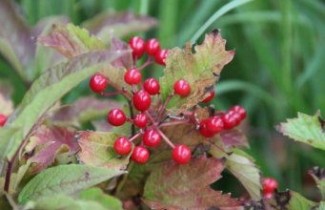 Afbeelding Gelderse Roos 'Compactum' - Viburnum opulus 'Compactum'
