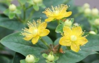 Afbeelding Hertshooi 'Buttercup' - Hypericum densiflorum 'Buttercup'