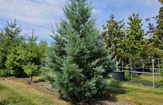 Afbeelding Blauwe Mammoetboom - Sequoiadendron giganteum 'Powder Blue'