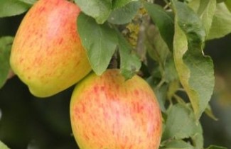 Afbeelding Appel 'Princess Noble' - Malus domestica 'Princesse Noble'