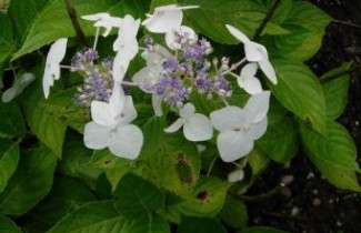 Afbeelding Hortensia 'Teller White' - Hydrangea   macrophylla 'Teller White'