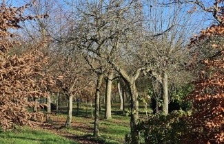 Afbeelding Pruim 'Opal' - Prunus domestica 'Opal'