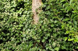 Afbeelding Struikklimop - Hedera helix 'Arborescens'