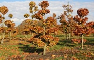 Afbeelding Beuk, tuinbonsai - Fagus sylvatica