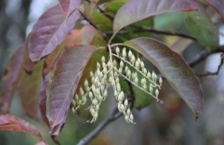 Afbeelding Zuurboom - Oxydendrum arboreum