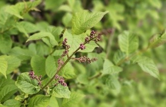 Afbeelding Sering swegiflexa - Syringa swegiflexa