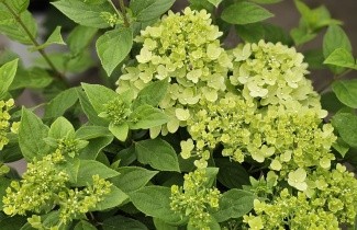 Afbeelding Pluimhortensia 'Little Lime' - Hydrangea paniculata 'Little Lime'