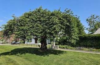 Afbeelding Japanse sierkers 'Kiku-shidare-zakura' - Prunus serrulata 'Kiku-shidare-zakura'