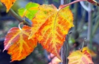 Afbeelding Chinese Esdoorn - Acer davidii