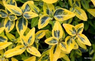 Afbeelding Kardinaalsmuts 'Emerald'n Gold'  - Euonymus fortunei 'Emerald'n Gold'