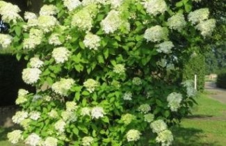 Afbeelding Pluimhortensia 'Limelight'  - Hydrangea paniculata 'Limelight'