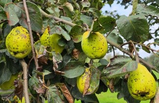 Afbeelding Kweepeer - Cydonia oblonga 'Vranja'