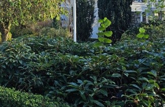 Afbeelding Sneeuwbal davidii - Viburnum davidii