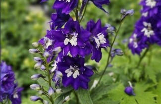 Afbeelding Ridderspoor violet - Delphinium pacific 'King Arthur'