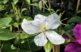 Afbeelding Bosrank 'Guernsey Cream' - Clematis 'Guernsey Cream'