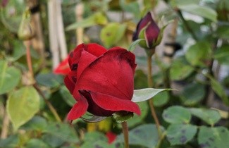Afbeelding Klimroos 'Santana' - Rosa 'Santana'