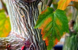 Afbeelding Chinese Esdoorn - Acer davidii