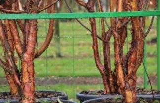 Afbeelding Tibetkers 'Branklyn' - Prunus serrula 'Branklyn'