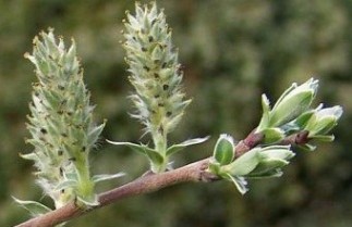 Afbeelding Kruipwilg - Salix repens