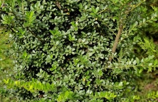 Afbeelding Japanse hulst - Ilex crenata 'Green Hedge'