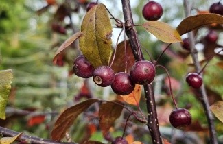 Afbeelding Roodbladige sierappel  'Scarlett' - Malus toringo 'Scarlett'