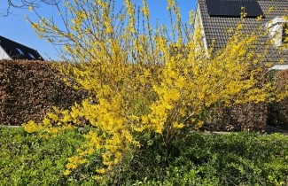 Afbeelding Chinees klokje 'Spectabilis' - Forsythia intermedia 'Spectabilis'