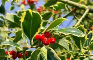 Afbeelding Bonte hulst - Ilex aquifolium 'Argentea Marginata'