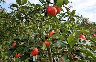 Afbeelding Appel 'Discovery' - Malus domestica 'Discovery'